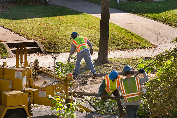 Professional Tree Service in New Bedford, PA